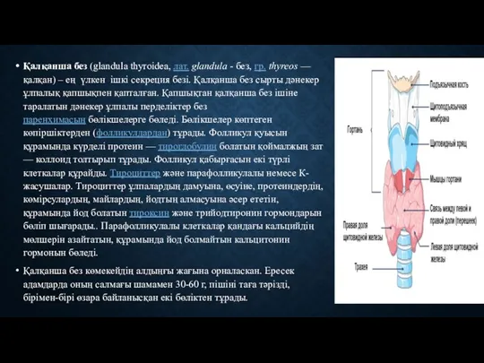 Қалқанша без (glandula thyroidea, лат. glandula - без, гр. thyreos