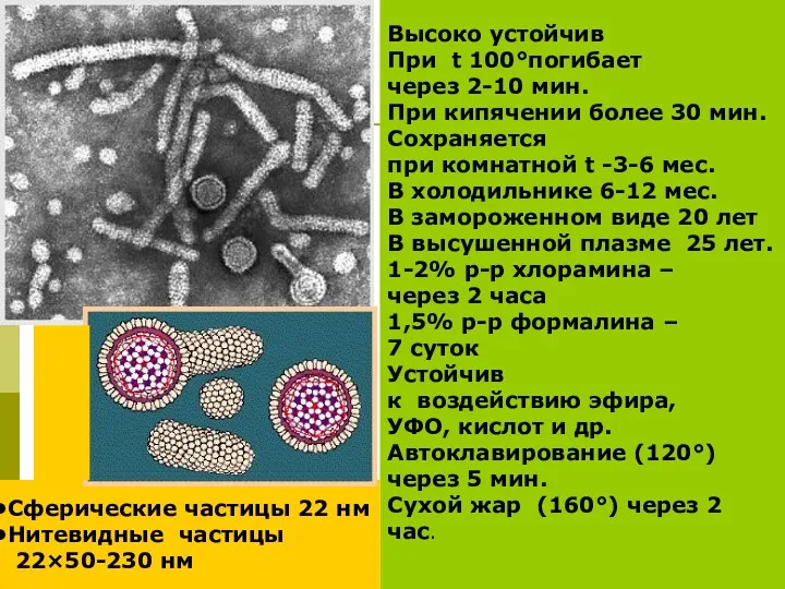 Высоко устойчив При t 100°погибает через 2-10 мин. При кипячении