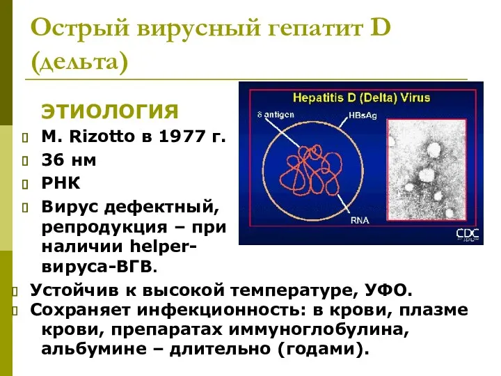 Острый вирусный гепатит D (дельта) ЭТИОЛОГИЯ М. Rizotto в 1977