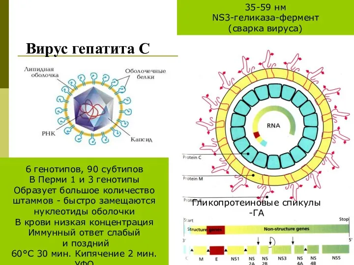 Вирус гепатита С 6 генотипов, 90 субтипов В Перми 1