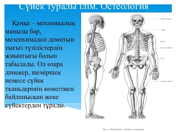 Сүйек туралы ілім. Остеология Қаңқа – механикалық маңызы бар, мезенхимадан