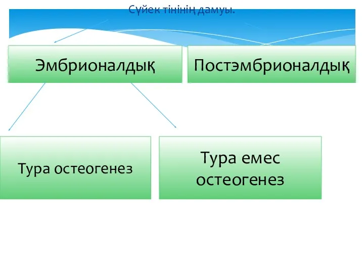 Сүйек тінінің дамуы. Эмбрионалдық Постэмбрионалдық Тура остеогенез Тура емес остеогенез