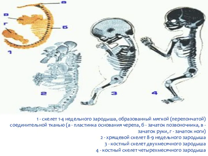 1 - скелет 1-4 недельного зародыша, образованный мягкой (перепончатой) соединительной