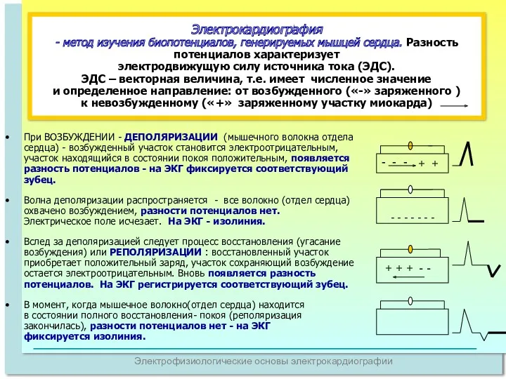 Электрофизиологические основы электрокардиографии Электрокардиография - метод изучения биопотенциалов, генерируемых мышцей