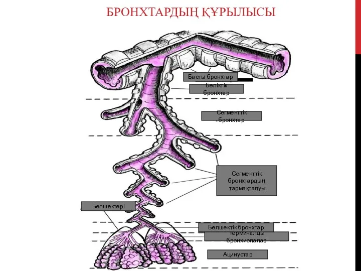 БРОНХТАРДЫҢ ҚҰРЫЛЫСЫ Бөліктік бронхтар Сегменттік бронхтар Сегменттік бронхтардың тармақталуы Терминалды