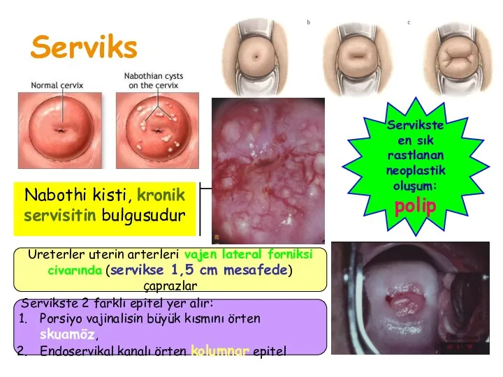 Serviks Ureterler uterin arterleri vajen lateral forniksi civarında (servikse 1,5