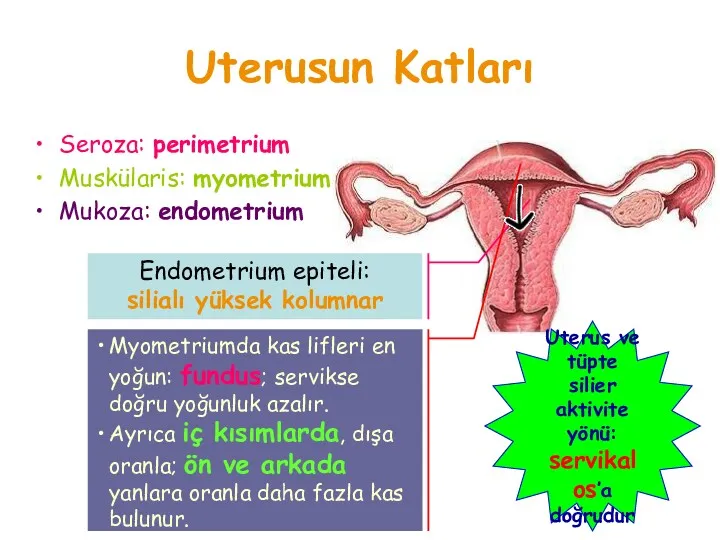 Uterusun Katları Endometrium epiteli: silialı yüksek kolumnar Myometriumda kas lifleri en yoğun: fundus;