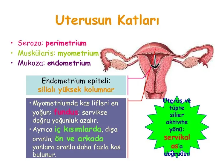 Uterusun Katları Endometrium epiteli: silialı yüksek kolumnar Myometriumda kas lifleri