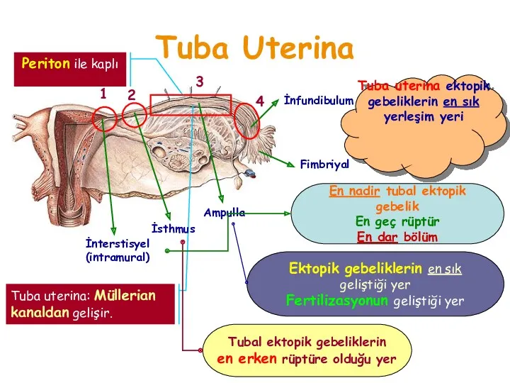 Tuba Uterina Tuba uterina: Müllerian kanaldan gelişir. 1 2 3