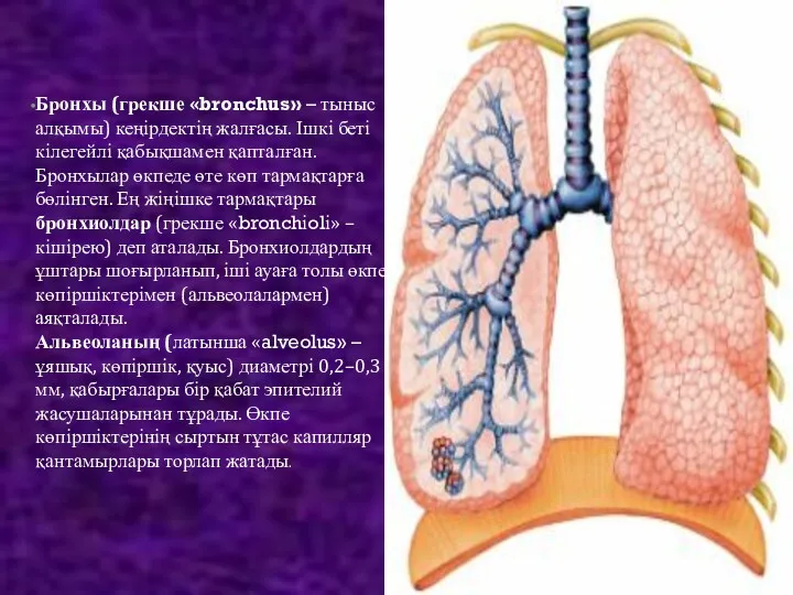 Бронхы (грекше «bronchus» – тыныс алқымы) кеңірдектің жалғасы. Ішкі беті