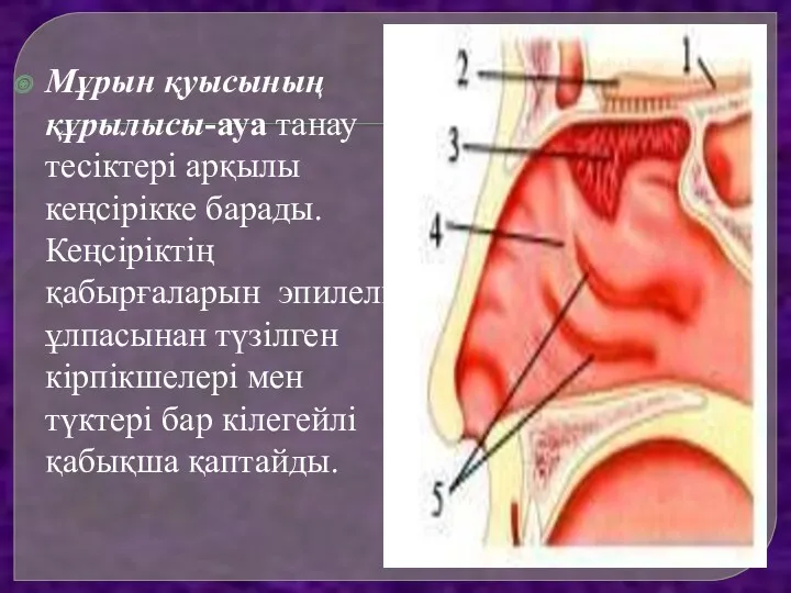 Мұрын қуысының құрылысы-ауа танау тесіктері арқылы кеңсірікке барады. Кеңсіріктің қабырғаларын