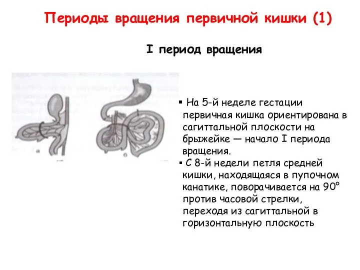 Периоды вращения первичной кишки (1) I период вращения На 5-й неделе гестации первичная