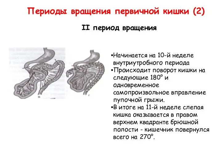 Периоды вращения первичной кишки (2) II период вращения Начинается на 10-й неделе внутриутробного