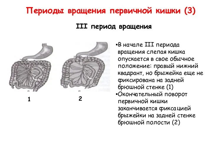 Периоды вращения первичной кишки (3) III период вращения В начале III периода вращения