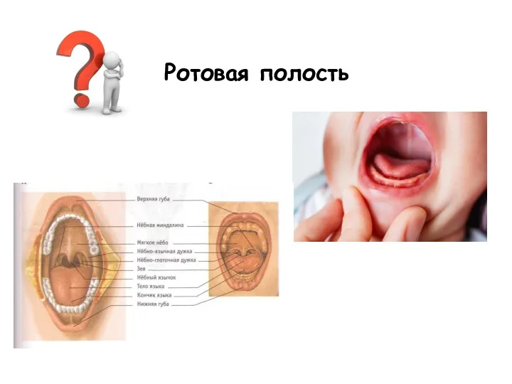 Ротовая полость