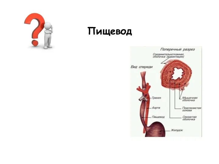 Пищевод