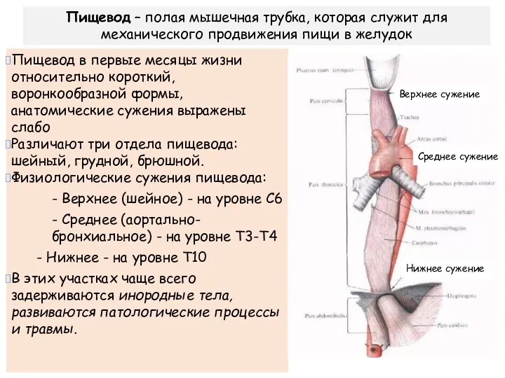 Пищевод в первые месяцы жизни относительно короткий, воронкообразной формы, анатомические сужения выражены слабо