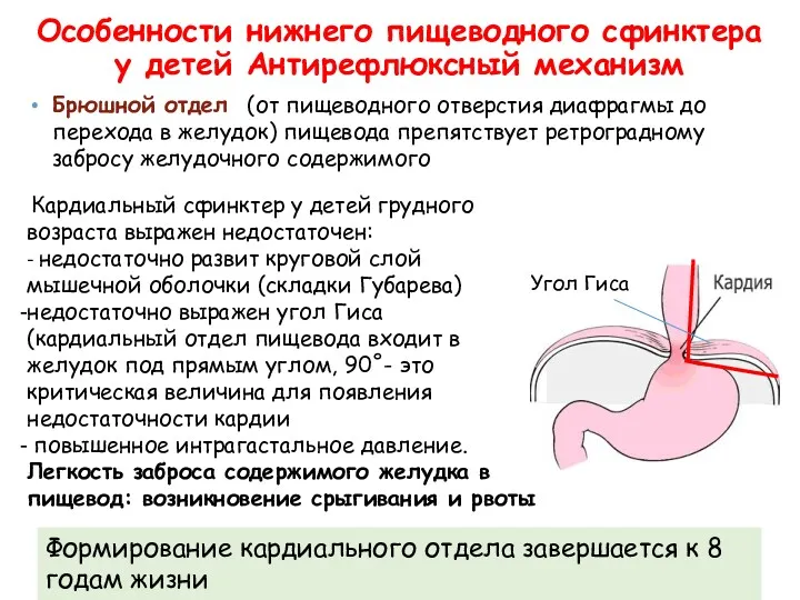 Брюшной отдел (от пищеводного отверстия диафрагмы до перехода в желудок)