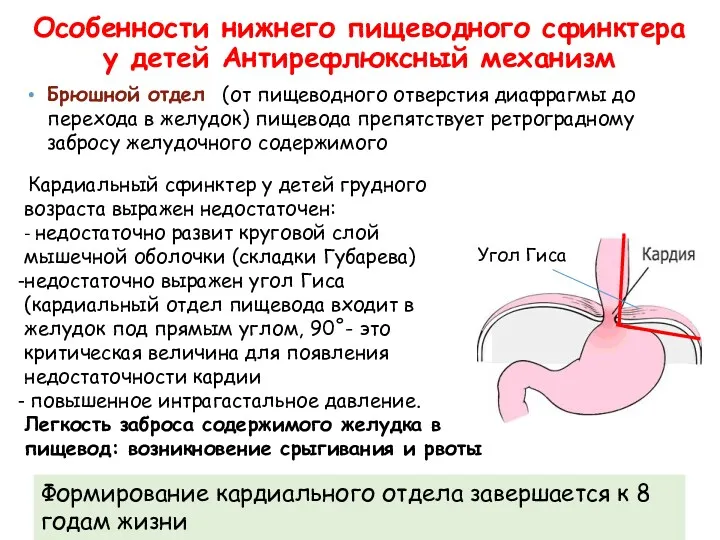 Брюшной отдел (от пищеводного отверстия диафрагмы до перехода в желудок) пищевода препятствует ретроградному