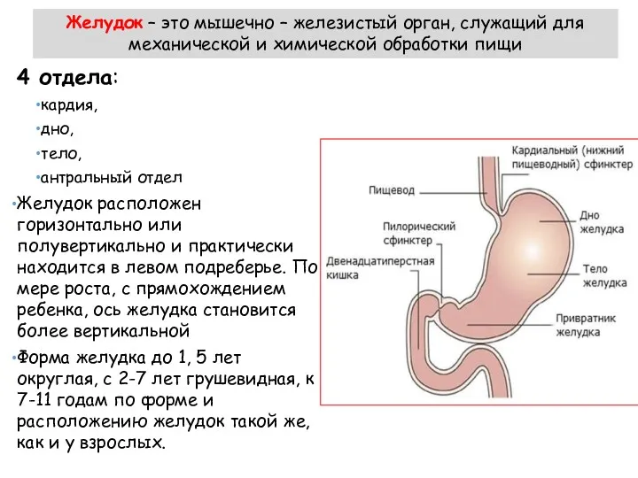 4 отдела: кардия, дно, тело, антральный отдел Желудок расположен горизонтально или полувертикально и