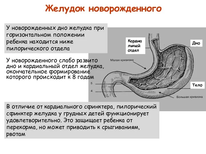 Желудок новорожденного У новорожденного слабо развито дно и кардиальный отдел желудка, окончательное формирование
