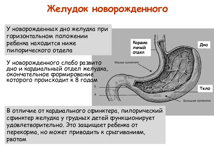 Желудок новорожденного У новорожденного слабо развито дно и кардиальный отдел