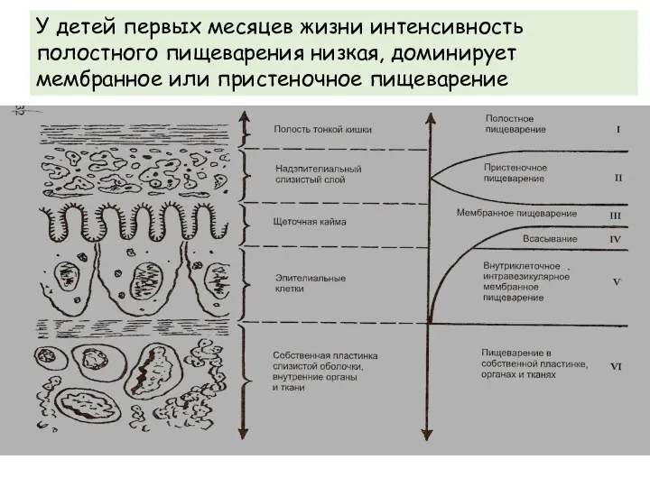 У детей первых месяцев жизни интенсивность полостного пищеварения низкая, доминирует мембранное или пристеночное пищеварение