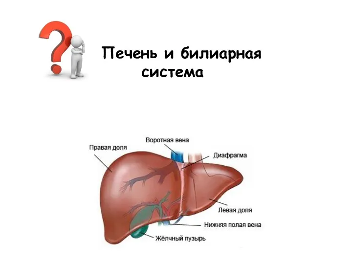 Печень и билиарная система