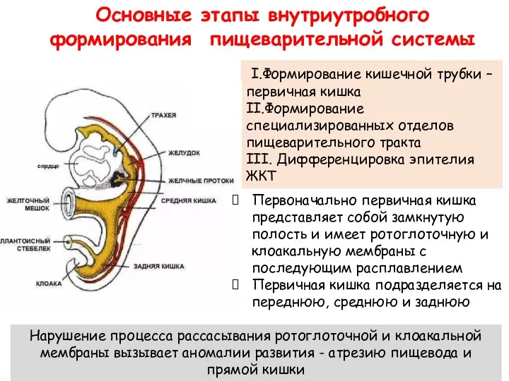 Основные этапы внутриутробного формирования пищеварительной системы I.Формирование кишечной трубки – первичная кишка II.Формирование