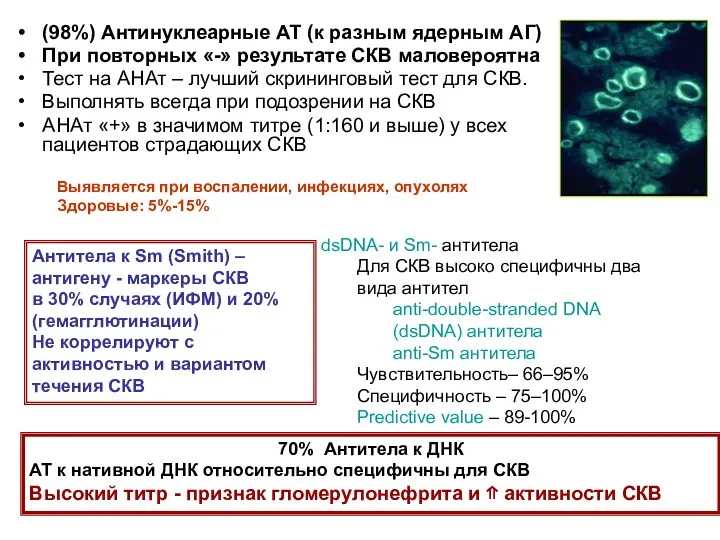 (98%) Антинуклеарные АТ (к разным ядерным АГ) При повторных «-»