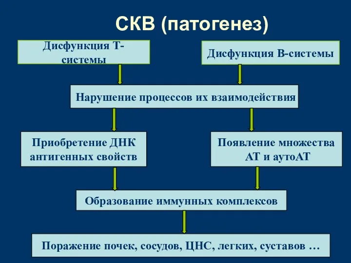 СКВ (патогенез) Дисфункция Т-системы Дисфункция В-системы Нарушение процессов их взаимодействия