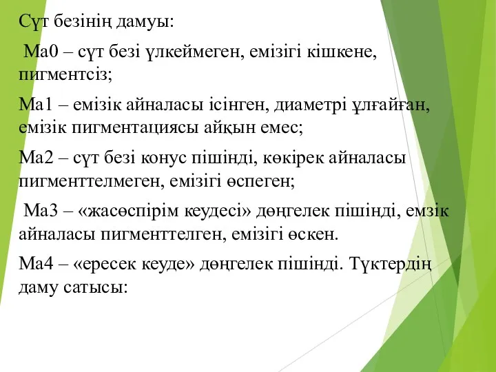 Сүт безінің дамуы: Ма0 – сүт безі үлкеймеген, емізігі кішкене,