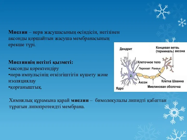 Миелин – нерв жасушасының өсіндісін, негізінен аксонды қоршайтын жасуша мембранасының