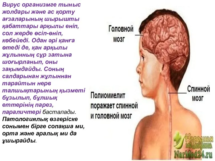 Вирус организмге тыныс жолдары және ас қорту ағзаларының шырышты қабаттары арқылы еніп, сол