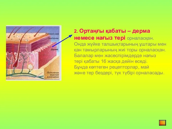 2. Ортаңғы қабаты – дерма немесе нағыз тері орналасқан. Онда