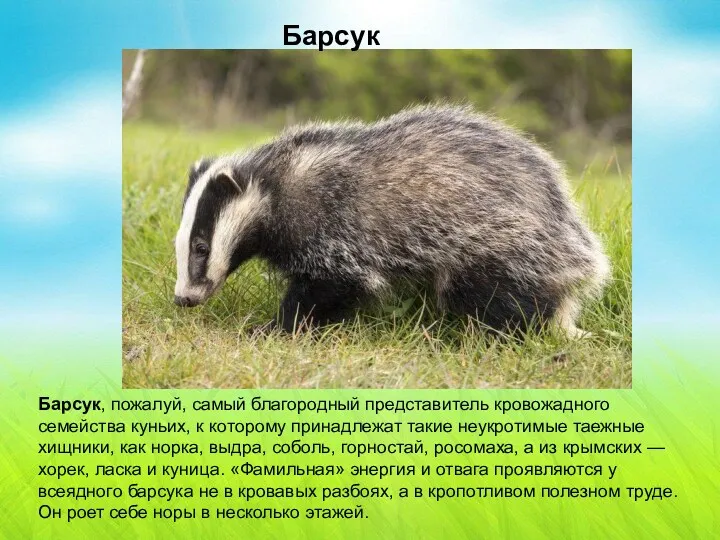 Барсук Барсук Барсук, пожалуй, самый благородный представитель кровожадного семейства куньих,