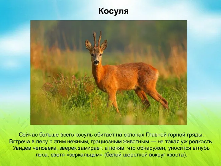 Косуля Косуля Сейчас больше всего косуль обитает на склонах Главной