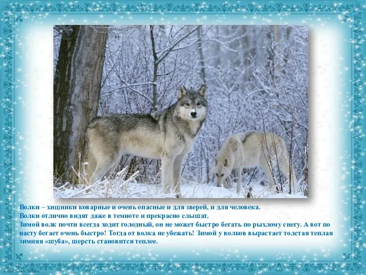 Волки – хищники коварные и очень опасные и для зверей,