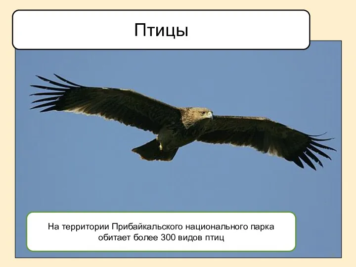 На территории Прибайкальского национального парка обитает более 300 видов птиц Птицы