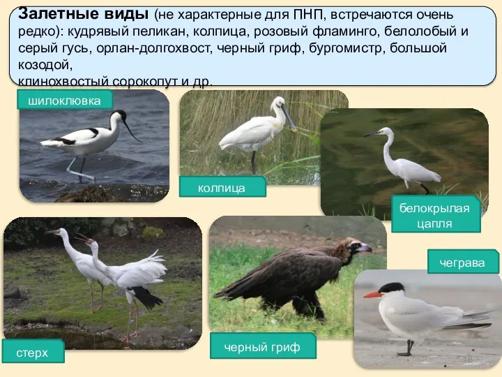 Залетные виды (не характерные для ПНП, встречаются очень редко): кудрявый пеликан, колпица, розовый