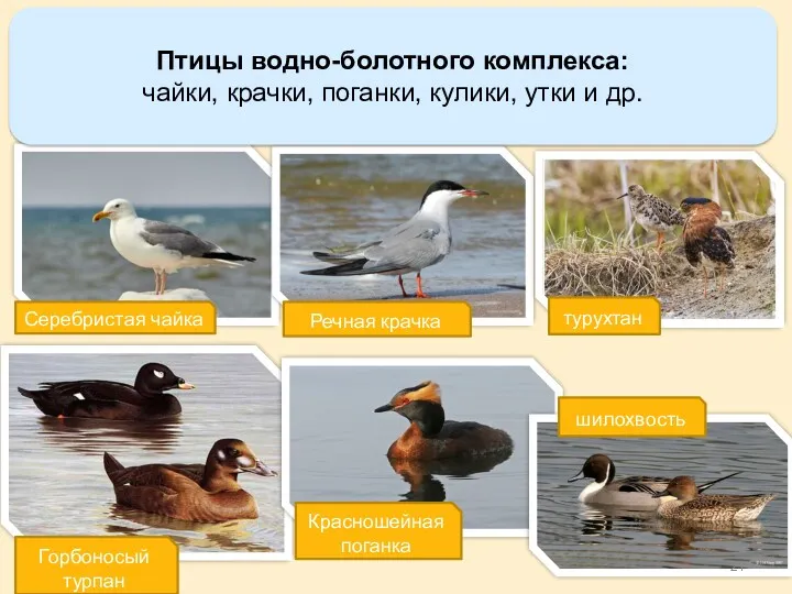 Птицы водно-болотного комплекса: чайки, крачки, поганки, кулики, утки и др. Серебристая чайка Речная
