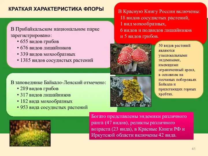 В Прибайкальском национальном парке зарегистрировано: 655 видов грибов 676 видов лишайников 339 видов