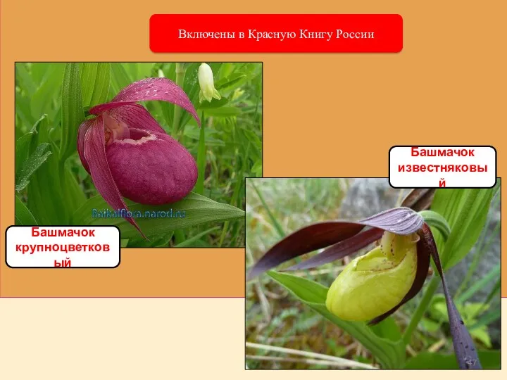 Включены в Красную Книгу России Башмачок крупноцветковый Башмачок известняковый