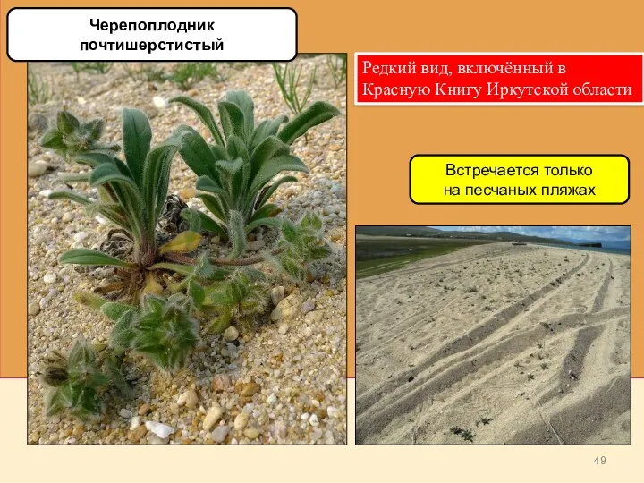Черепоплодник почтишерстистый Встречается только на песчаных пляжах Редкий вид, включённый в Красную Книгу Иркутской области