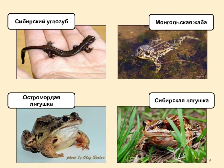Сибирская лягушка Остромордая лягушка Сибирский углозуб Монгольская жаба