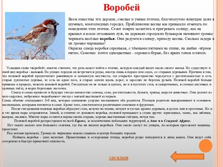 Услышав слово «воробей», многие считают, что речь может пойти о