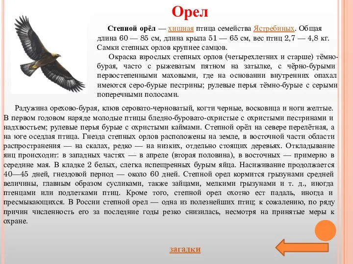 Орел загадки Степной орёл — хищная птица семейства Ястребиных. Общая