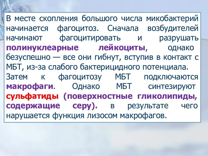 В месте скопления большого числа микобактерий начинается фагоцитоз. Сначала возбудителей