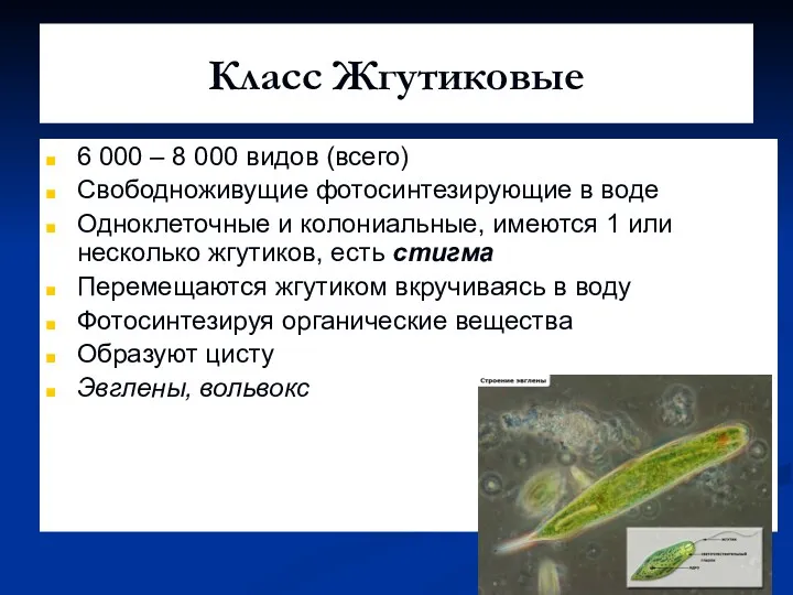 Класс Жгутиковые 6 000 – 8 000 видов (всего) Свободноживущие