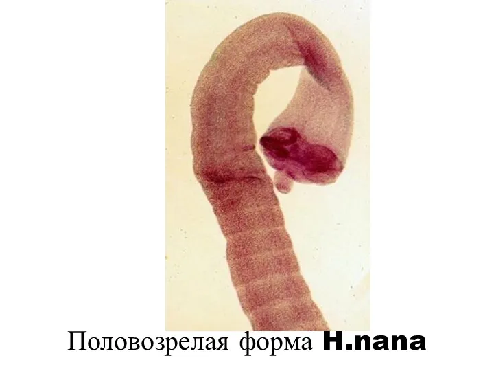 Половозрелая форма H.nana